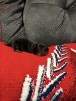 Male 1, a male Miniature Dachshund for sale in Benton, TN – 2 of 2