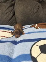 Male 3, a male Miniature Dachshund for sale in Benton, TN – 1 of 3