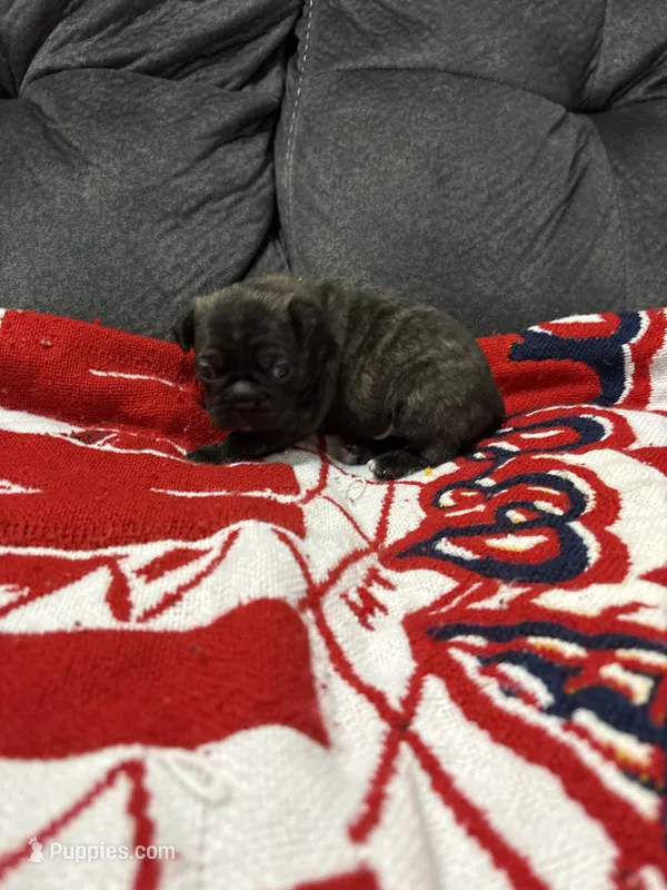 Male 3 – Bugg puppy for sale in Benton, TN