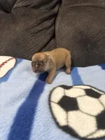 Male 1, a male French Bulldog for sale in Benton, TN – Photo 1 of 3