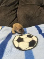 Male 1, a male French Bulldog for sale in Benton, TN – Photo 3 of 3