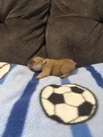 Male 1, a male French Bulldog for sale in Benton, TN – Photo 2 of 3