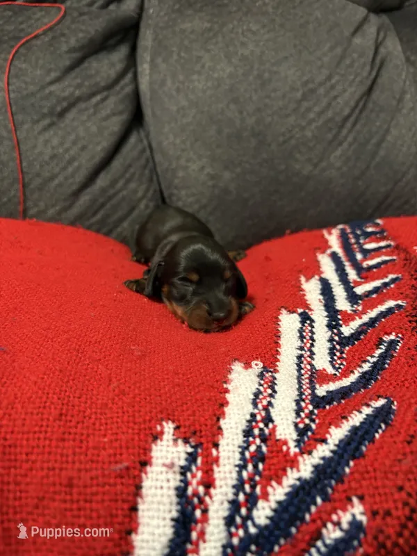 Female 1 – Miniature Dachshund puppy for sale in Benton, TN