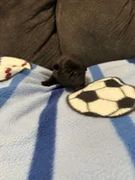 processed/89ba719f-604c-47a7-9301-d5744769a186/listing/83d39648-723a-490c-9210-a8c4f4015122/1fa81e29-79e0-48dc-b554-2e348aa0a1f6