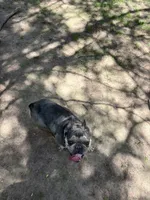 Maryjane, a female French Bulldog for sale in Benton, TN – 1 of 3