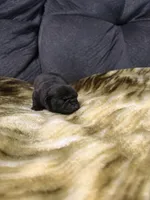 Male 1, a male Pug for sale in Benton, TN – 3 of 3