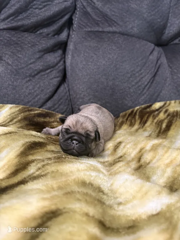 Male 2 – Pug puppy for sale in Benton, TN