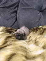 Male 2, a male Pug for sale in Benton, TN – 1 of 3