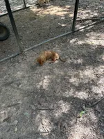 Polly, a female Miniature Dachshund for sale in Benton, TN – 2 of 2