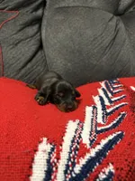 Male 1, a male Miniature Dachshund for sale in Benton, TN – 1 of 2
