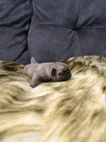 Male 2, a male Pug for sale in Benton, TN – 2 of 3