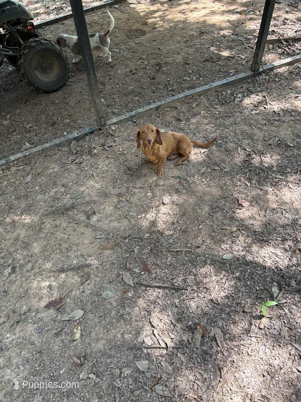 Polly – Miniature Dachshund puppy for sale in Benton, TN