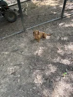 Polly, a female Miniature Dachshund for sale in Benton, TN – 1 of 2