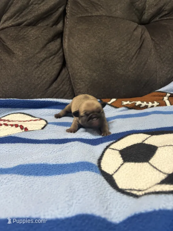 Male 4 – Pug puppy for sale in Benton, TN