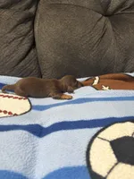 Male 3, a male Miniature Dachshund for sale in Benton, TN – 3 of 3