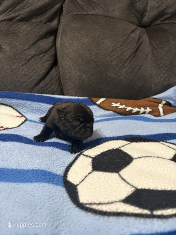 Male 1 – Pug puppy for sale in Benton, TN