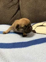 Male 2, a male Pug for sale in Benton, TN – Photo 2 of 3