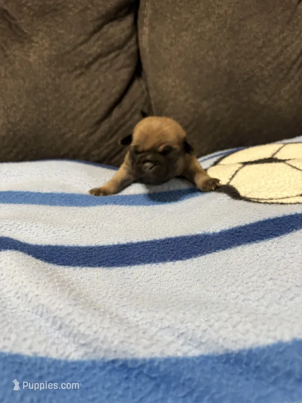 Male 2, a male Pug for sale in Benton, TN – Photo 1 of 3