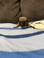 Male 2, a male Pug for sale in Benton, TN – Photo 1 of 3