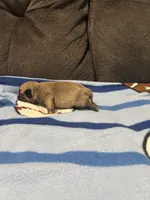 Male 4, a male Pug for sale in Benton, TN – 2 of 3