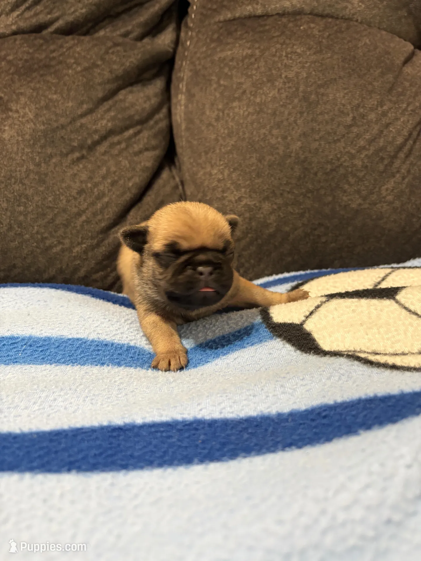 Male 1, a male Pug for sale in Benton, TN – Photo 1 of 3