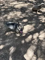 Maryjane, a female French Bulldog for sale in Benton, TN – 2 of 3