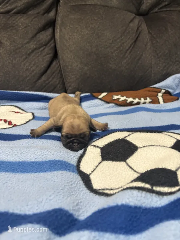 Female 1 – Pug puppy for sale in Benton, TN