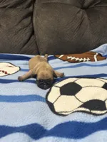 Female 1, a female Pug for sale in Benton, TN – 1 of 2