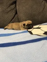 Male 1, a male Pug for sale in Benton, TN – Photo 3 of 3
