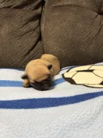 Male 1, a male Pug for sale in Benton, TN – Photo 2 of 3