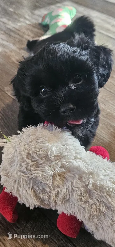 Freddy, a male Shihpoo for sale in Austin, TX – Photo 1 of 8