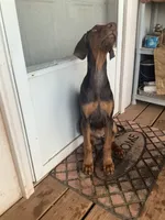 Squirt (AKC), a female Doberman Pinscher for sale in Tularosa, NM – 3 of 4
