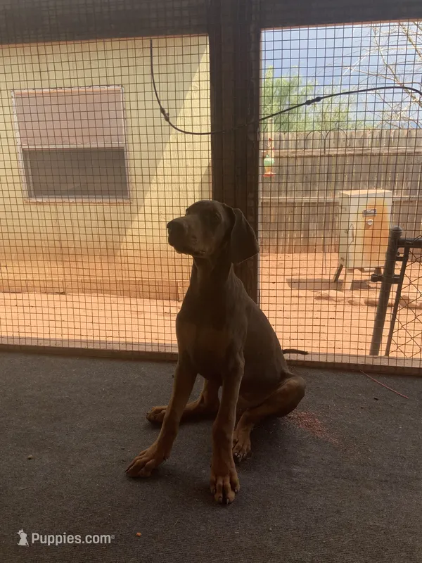 Arnie (AKC) – Doberman Pinscher puppy for sale in Tularosa, NM