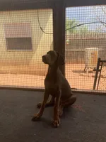 Arnie (AKC), a male Doberman Pinscher for sale in Tularosa, NM – 1 of 6
