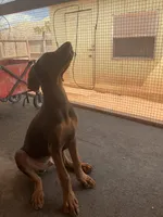 Arnie (AKC), a male Doberman Pinscher for sale in Tularosa, NM – 5 of 6