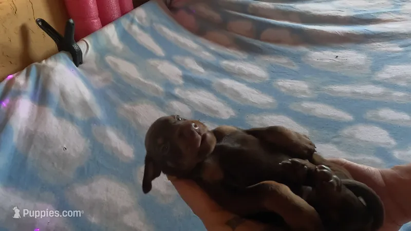 Ivory – Doberman Pinscher puppy for sale in Tularosa, NM