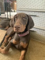 Big red girl, a male Doberman Pinscher for sale in Tularosa, NM – 1 of 2