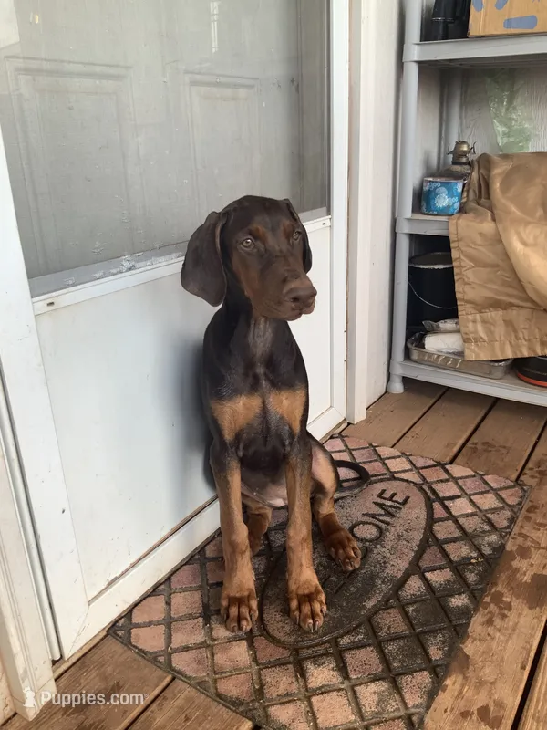 Squirt (AKC) – Doberman Pinscher puppy for sale in Tularosa, NM