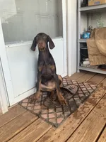 Cherry (AKC), a female Doberman Pinscher for sale in Tularosa, NM – 5 of 5