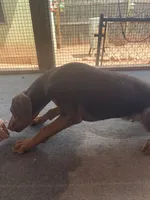 Arnie (AKC), a male Doberman Pinscher for sale in Tularosa, NM – 6 of 6