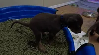 Juice (European AKC), a female Doberman Pinscher for sale in Tularosa, NM – 2 of 2