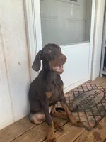 Cherry (AKC), a female Doberman Pinscher for sale in Tularosa, NM – 2 of 5