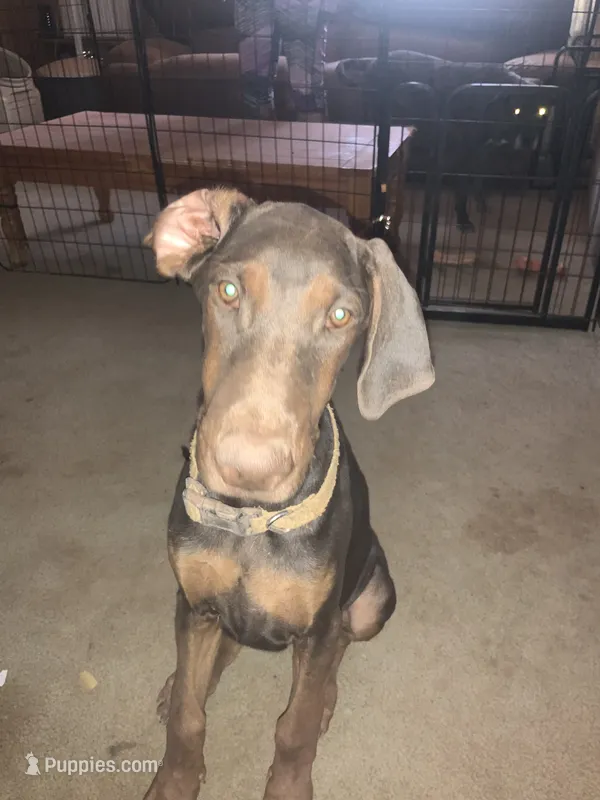 Squirt (AKC) – Doberman Pinscher puppy for sale in Tularosa, NM