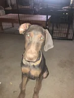 Squirt (European AKC), a female Doberman Pinscher for sale in Tularosa, NM – 1 of 5
