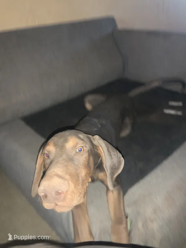 Arnie (AKC) – Doberman Pinscher puppy for sale in Tularosa, NM