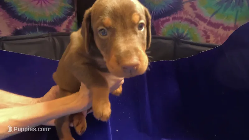 Juice – Doberman Pinscher puppy for sale in Tularosa, NM
