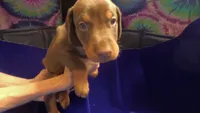 Juice (European AKC), a female Doberman Pinscher for sale in Tularosa, NM – 1 of 2