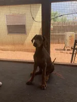 Arnie (AKC), a male Doberman Pinscher for sale in Tularosa, NM – 2 of 6