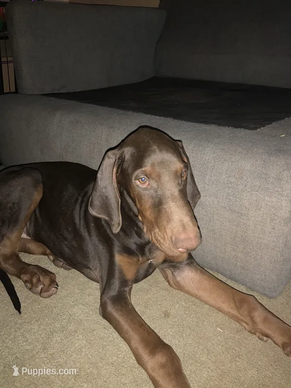 Spot – Doberman Pinscher puppy for sale in Tularosa, NM