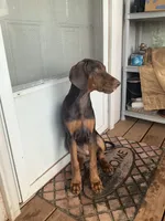 Squirt (AKC), a female Doberman Pinscher for sale in Tularosa, NM – 4 of 4